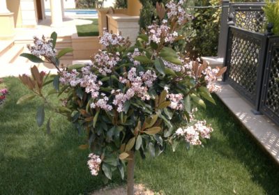 IRINAKIS-FLOWERS-ERGA4